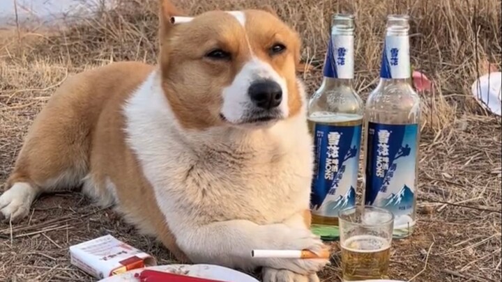 "There is no such thing as easy in the world of adult dogs"