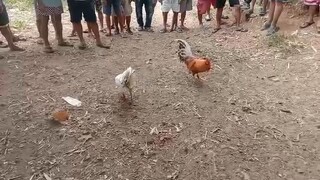 brood cock white first fight W🙂