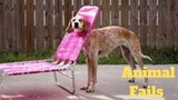 💥Try Not To Laugh Animals Fails😂🙃💥 of 2020 | Funny Animal Videos💥👌