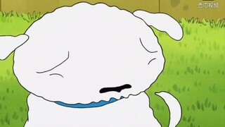 With the help of Xiaoxin, Xiaobai successfully lost weight and turned into a muscular dog