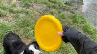 There is no frisbee that Border Collie can't pick up