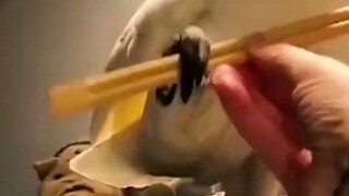 Shake too long
