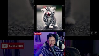 kucing imut ini bekerja keras buat beli permen #kucing #gemoy #chatgpt