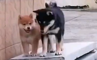 Vừa xót xa vừa buồn cười