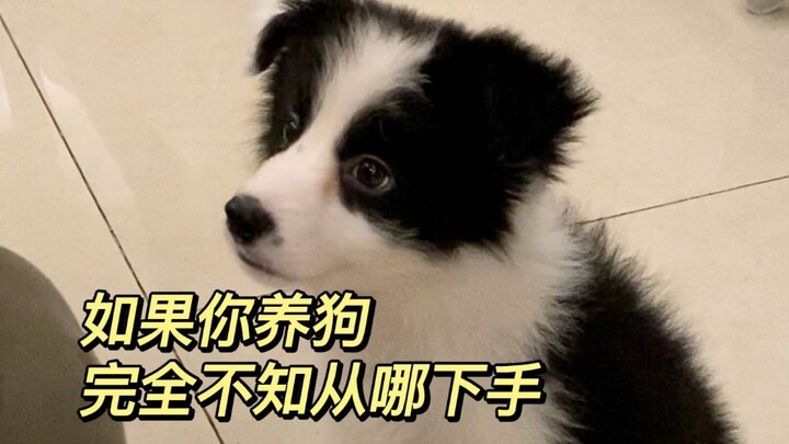 A Challenge: Explaining Dog Ownership in One Go (New Dog Owners, Come On In!)