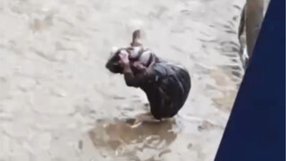 สะดุ้งตื่น แล้วเห็นหนูกำลังอาบน้ำ