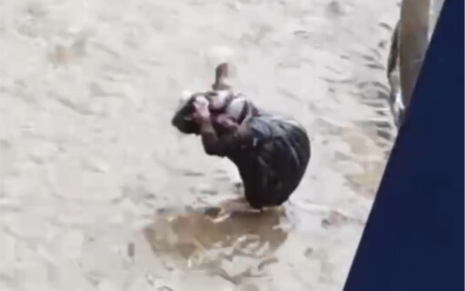 Giật mình quá, thấy chuột đang tắm luôn rồi