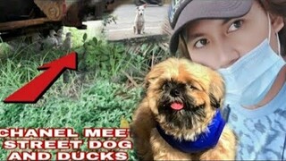 STREET DOG  AND DUCKS MEET SHIHTZU | BUHAY PROBINSYA