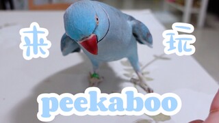 Come and play peekaboo with little blue baby!