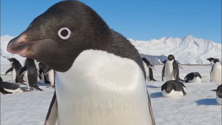 Ketika rekaman tersembunyi dari jarak dekat terhadap penguin ketahuan
