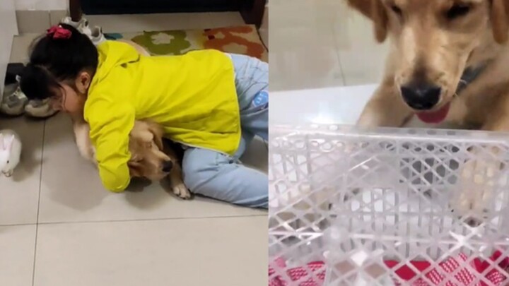 邻居送来一只兔子，家中狗子和孩子都不淡定了，兔子的反应亮了！