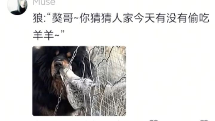 ทุกครั้งที่มาบ้านฉันก็ไม่ขโมยแกะ แค่มารบกวนสุนัขทิเบตตัวโตของฉันเท่านั้น