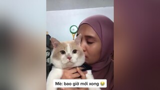 Cuồng mèo là như thế này mèo meo cuồng xuhuong hôn