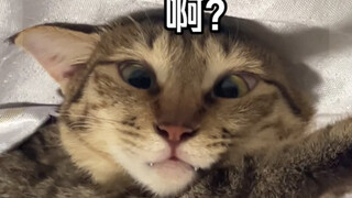 In case everyone hasn't seen how Mo Ao Cat normally looks during meals.