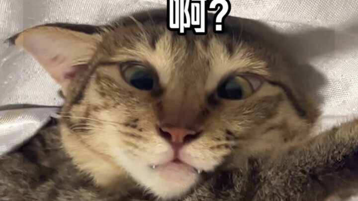 以防大家没有看过摸凹猫餐餐平时的样子