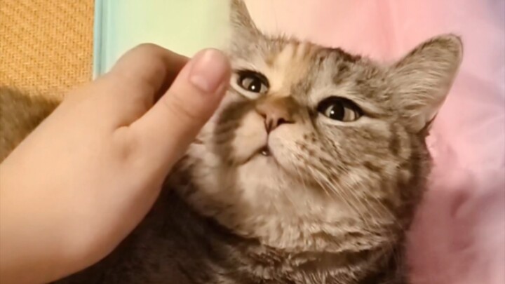 هل يمكنني أن ألمس اللحم على وجهك؟