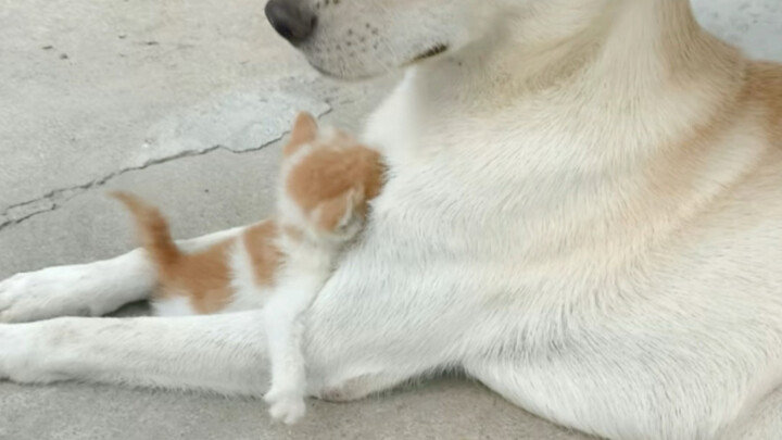 被小狗带大的小猫