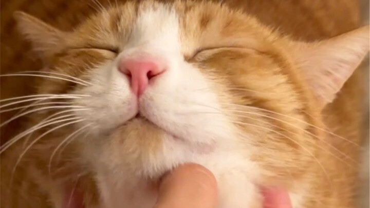 Aku suka mengelus dagu kucing kecil, terus lihat ekspresinya jadi ‾᷄ ⁻̫ ‾᷅ gitu.