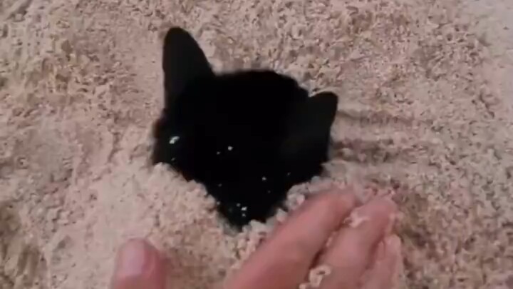 Rare footage of a cat and a caterpillar lying in the sand