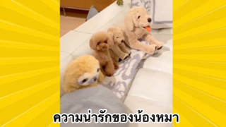 สัตว์เลี้ยงเพื่อนขนปุย : ความน่ารักของน้องหมา