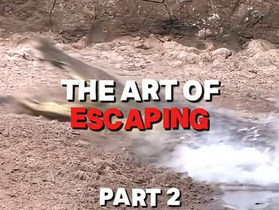 لحظات مذهلة لحيوانات تهرب من صياديها الجزء 2