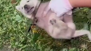 Anak anjing: Bu! Lihat! Bahkan pisau pun tak bisa menembus leherku! Aku tak bisa dihancurkan!
