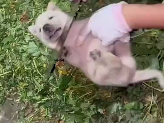 Puppy: Mommy! Look! Even a knife can’t penetrate my neck! I’m indestructible!