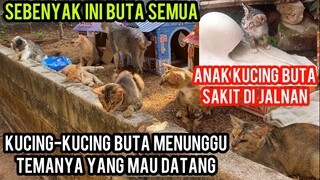 Masya Allah Kucing -Kucing Buta Sedih Menunggu Kedatangan Temanya Yang Buta Dari Jalanan..!