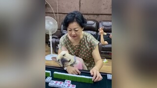 Chủ lo ngủ còn lính lo kiếm tiền :)) Theo dõi  xem video cún yêu nha meo meocute yeumeo yeudongvat dethuong anuong cunyeu