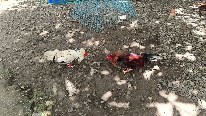 White Kelso McLean VS McLean Kelso Spar