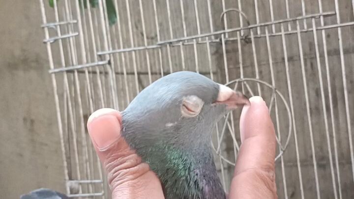 Manga-Pigeon, Kondisyon na, pede ng isalang magbreed #PigeonLife