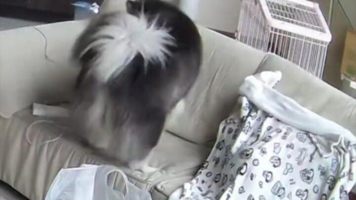 Cewek terbaring tidur di sofa, pacar, anjing, dan kucing semua datang menemaninya. Netizen: Semua ya