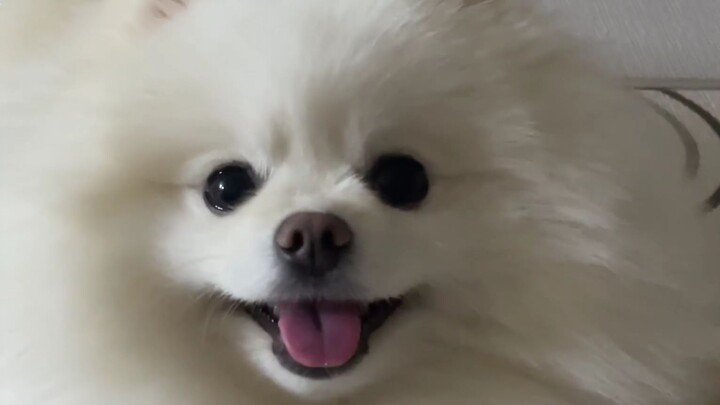 This adorable puppy actually has two faces?!