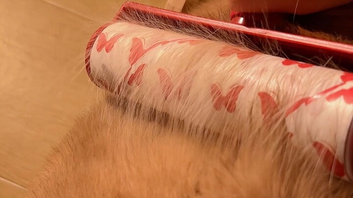 อย่าแปะขนแมว เพราะจะทำให้ขนแมวติดแน่นไปเลย