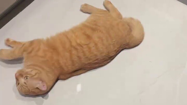 Mèo: Tại sao mông tôi hơi nóng?