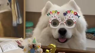 Even a puppy's birthday deserves a sense of ceremony!