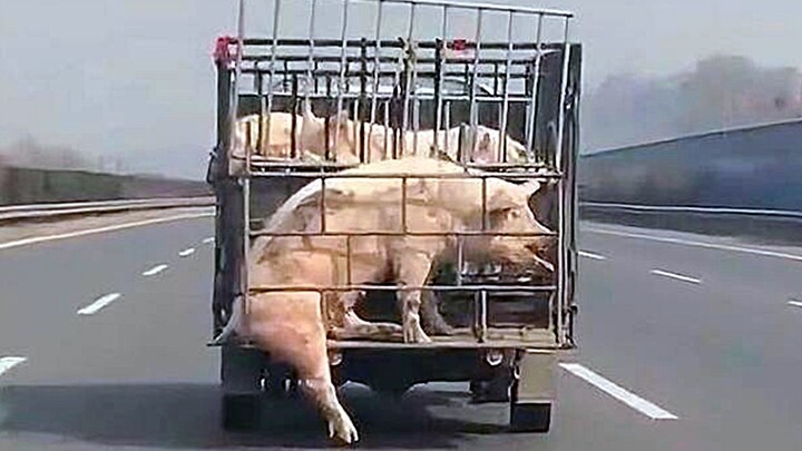 Zhu Zhu: Have you ever fought for your life?