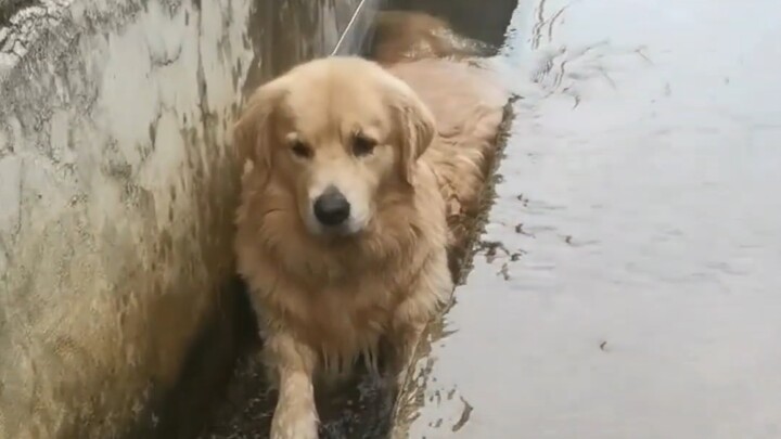 "Gate Dog"