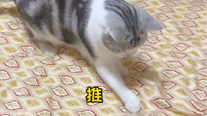 เมื่อฉันแกล้งทำเป็นมองไม่เห็น ลูกหม่อนจะมีปฏิกิริยายังไงนะ? น่ารักมากเลย!