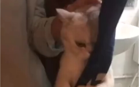 القط الذي يرفض الاستحمام بإصرار