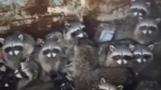 ชาวเน็ตพบลูกแรคคูนติดอยู่ขณะทิ้งขยะ หลังจากช่วยเหลือแล้วกลับพบว่ามีมากขึ้นเรื่อยๆ จนทำอะไรไม่ไหวเลย