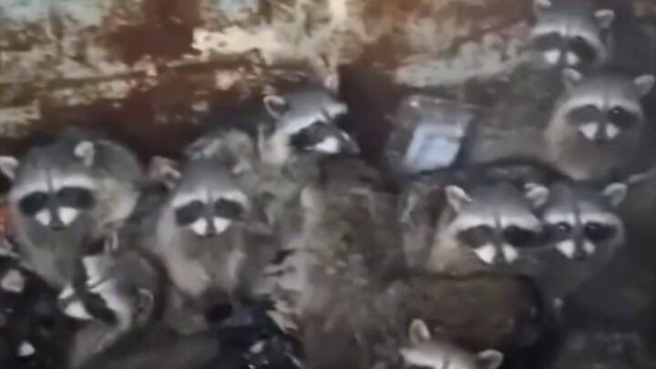 عثر أحد مستخدمي الإنترنت على راكون صغير عالق أثناء إخراج القمامة، وبعد إنقاذه اكتشف أنه كلما أنقذ أك