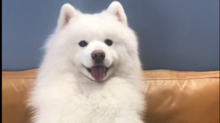 Chó con thì có thể nghĩ xấu gì được? Nó chỉ muốn bạn chăm sóc để nó ngủ thôi mà!