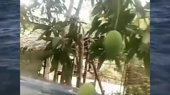 คริปคนกินมะม่วง