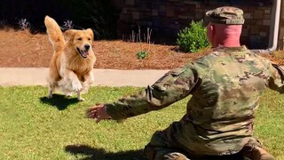 Most Heartwarming Animal Reunions with Humans That Will Make You Believe in True Love