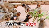 We Are Very Happy When All Monkeys In Group Amber Fine And Happy To Play Together #02#