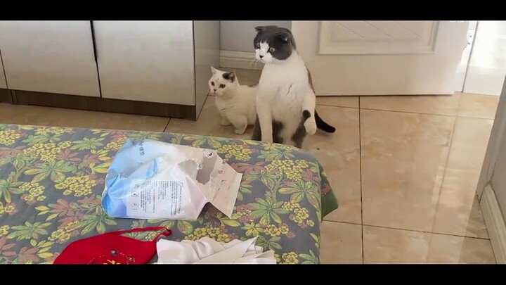 猫咪：他谁啊？！他居然能上床？