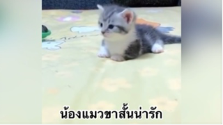 สัตว์เลี้ยง เพื่อนขนปุย : น้องแมวขาสั้นน่ารัก
