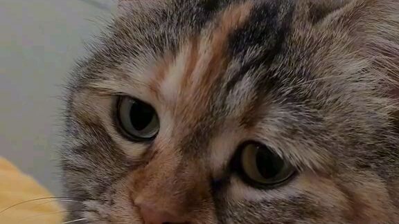 Cute cat