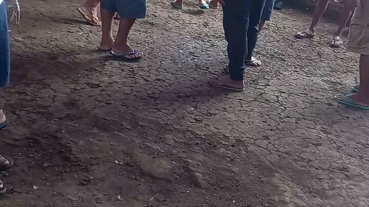 manok ng papa ko grabi mag walis